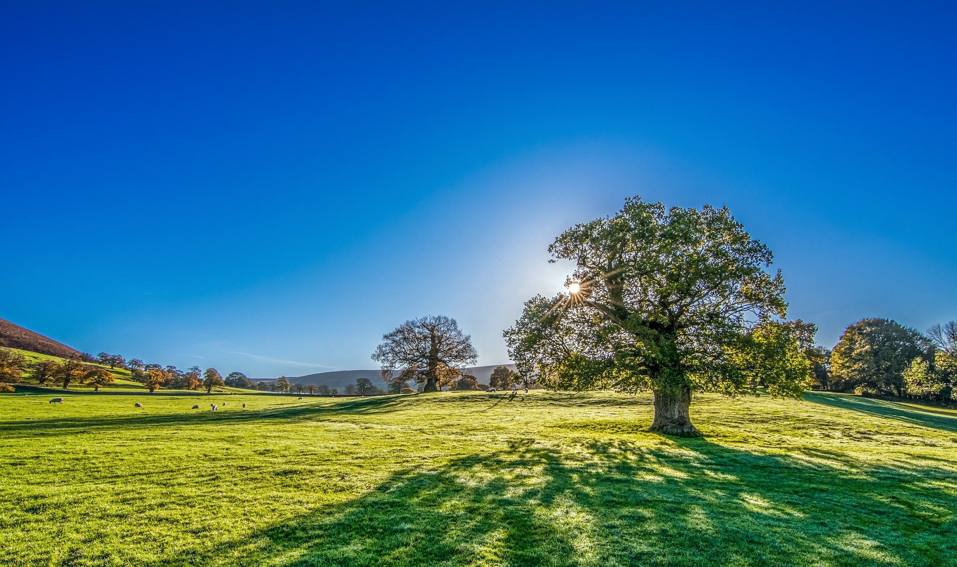 Imagem retrata um campo com árvores e um céu bem azul