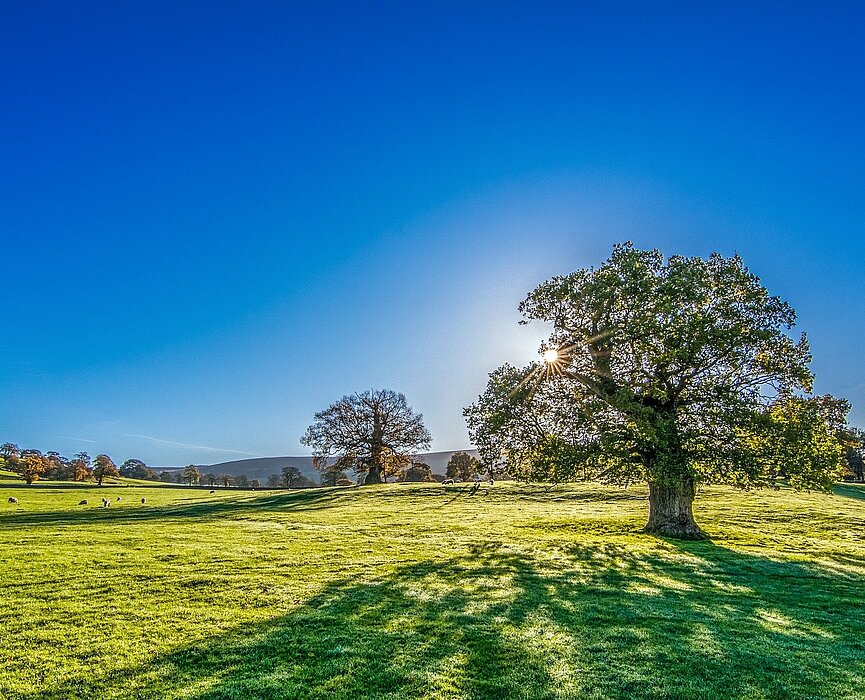 Imagem retrata um campo com árvores e um céu bem azul