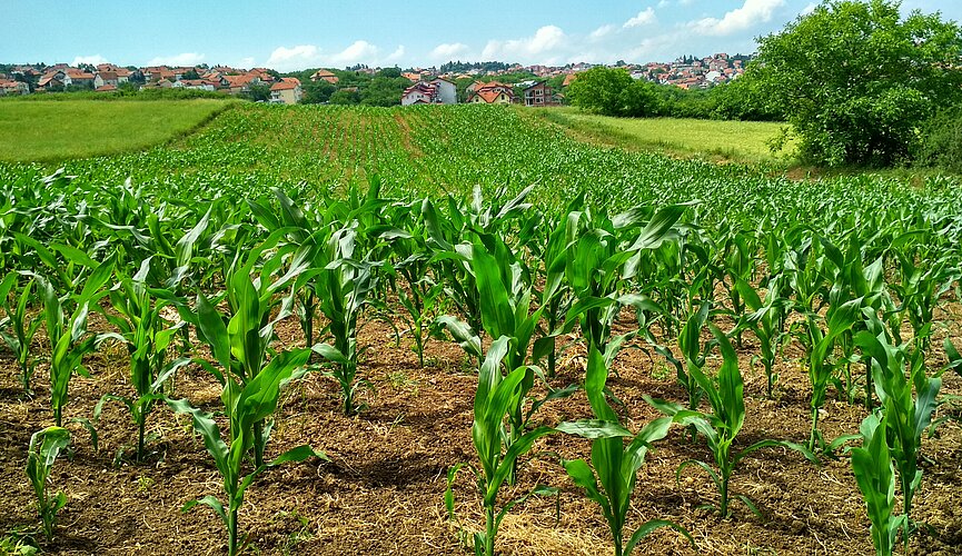 A imagem apresenta plantação de milho.