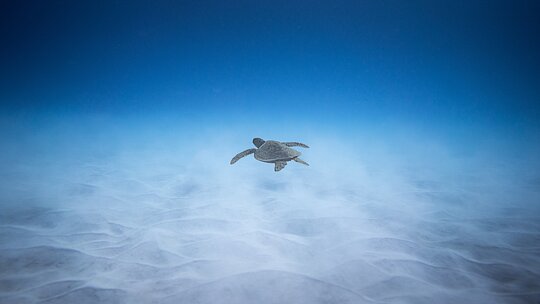 Tartaruga no oceano