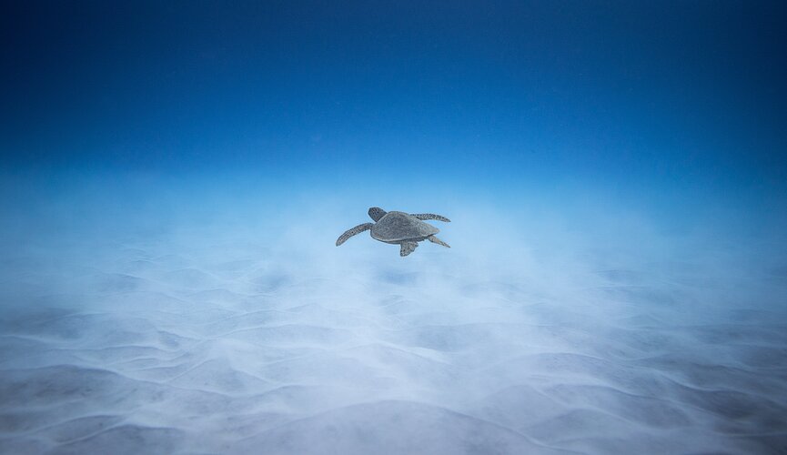 Tartaruga no oceano