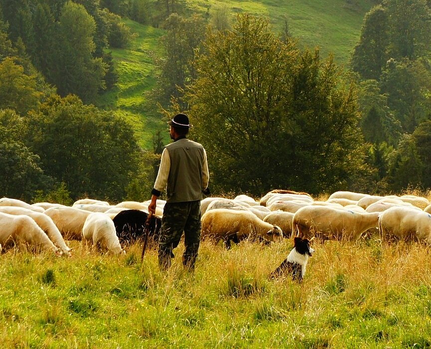 Pastor com cajado na mão em monte com gramado verde em frente ao seu rebanho de ovelhas e ao lado de seu cachorro
