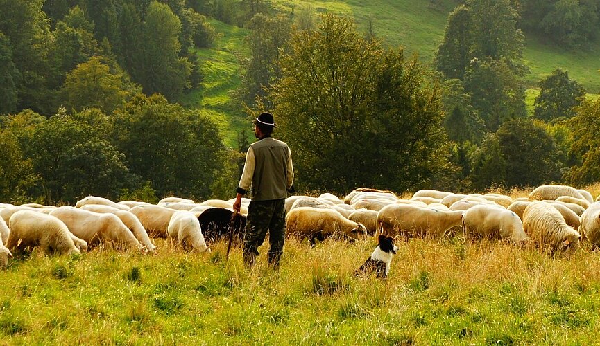 Pastor com cajado na mão em monte com gramado verde em frente ao seu rebanho de ovelhas e ao lado de seu cachorro